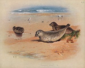Phoque commun - Archibald Thorburn